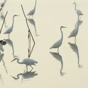 Great white egret print, Pulicat Lake reflection Great white egret print, Pulicat Lake reflection