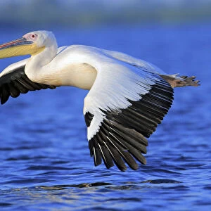 Great white pelican (Pelecanus onocrotalus) flying over water, Danube Delta, Romania