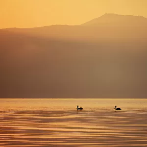 Three Great white pelicans (Pelecanus onocrotalus) silhouetted against the sunrise over Mount Golema (2179m) and Mount Pelister (2600m ) in the Pelister National Park, viewed from Stenje village across Lake Macro Prespa, Galicica National Park