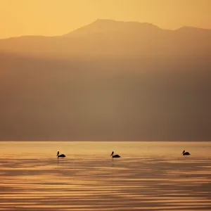 Three Great White Pelicans Print, Sunrise over Macedonian Mountains Three Great White Pelicans Print, Sunrise over Macedonian Mountains