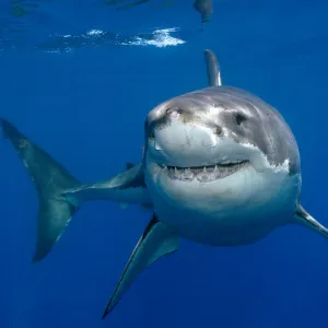 Great white shark (Carcharodon carcharias) underwater, Guadalupe Island, Mexico