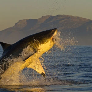 Great white shark (Carcharodon carcharias) leaping out of the water. False Bay, South Africa