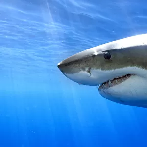 Great white shark (Carcharodon carcharias) Guadalupe Island or Isla Guadalupe, Pacific Ocean