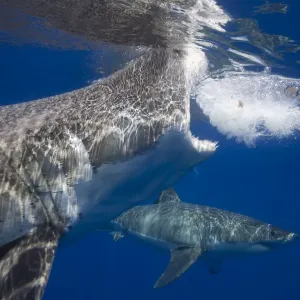 Great white shark (Carcharodon carcharias), two below surface. Guadalupe Island, Mexico Great white shark (Carcharodon carcharias), two below surface. Guadalupe Island, Mexico