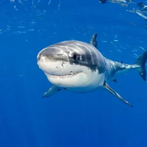 Great white shark Print: Large predator in Guadalupe Island waters Great white shark Print: Large predator in Guadalupe Island waters