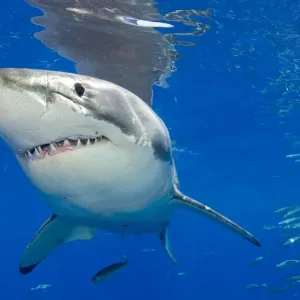 Great White Shark Print, Guadalupe Island Great White Shark Print, Guadalupe Island