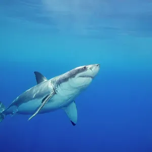 Great white shark (Carcharodon carcharias) swimming, Guadalupe Island, Mexico, Pacific Ocean Great white shark (Carcharodon carcharias) swimming, Guadalupe Island, Mexico, Pacific Ocean