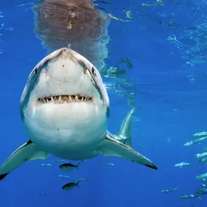 Great white shark (Carcharodon carcharias) swimming close to the surface, Guadalupe Island, Baja California, Mexico, Pacific Ocean Great white shark (Carcharodon carcharias) swimming close to the surface, Guadalupe Island, Baja California, Mexico, Pacific Ocean