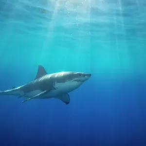 Great White Shark Print: Open Water Swim Great White Shark Print: Open Water Swim