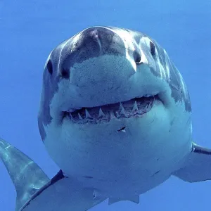 Great white shark (Carcharodon carcharias) underwater, Guadalupe Island, Mexico Great white shark (Carcharodon carcharias) underwater, Guadalupe Island, Mexico
