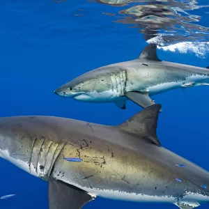 Great white sharks (Carcharodon carcharias) males beneath the surface. Guadalupe Island