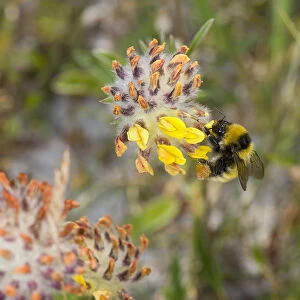 Great yellow bumblebee (Bombus distinguendus) nectaring on Kidney vetch (Anthyllis vulneraria)