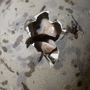 Greater black backed gull (Larus marinus) egg hatching, Saltee Islands, County Wexford