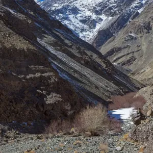 Greater blue sheep (Pseudois nayaur), herd in habitat, high mountains, Himalaya Greater blue sheep (Pseudois nayaur), herd in habitat, high mountains, Himalaya
