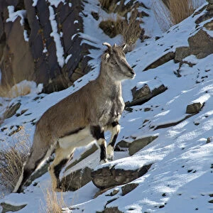 Greater blue sheep (Pseudois nayaur), important prey species for snow leopards (Panthera uncia)