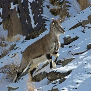 Greater blue sheep (Pseudois nayaur), important prey species for snow leopards (Panthera uncia) Greater blue sheep (Pseudois nayaur), important prey species for snow leopards (Panthera uncia)