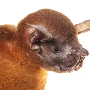 Greater bulldog bat (Noctilio leporinus) portrait, Surama, Guyana. Meetyourneighbours