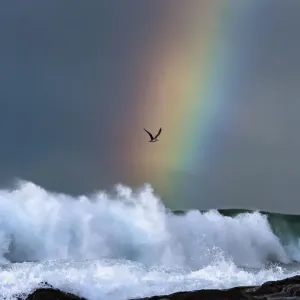 Greater crested tern (Thalasseus bergii) flies over breaking waves on a stormy day Greater crested tern (Thalasseus bergii) flies over breaking waves on a stormy day
