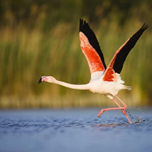 Greater flamingo (Phoenicopterus roseus) taking off from lagoon, Camargue, France