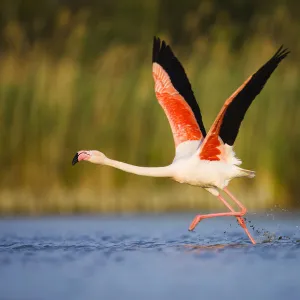 Greater flamingo (Phoenicopterus roseus) taking off from lagoon, Camargue, France