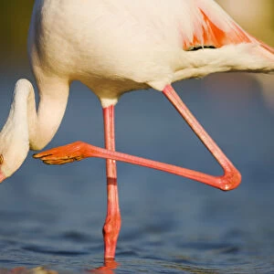 Greater flamingo (Phoenicopterus roseus) scratching neck, in lagoon, Pont Du Gau