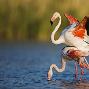 Greater flamingo (Phoenicopterus roseus) pair mating, in lagoon, Pont Du Gau, Camargue