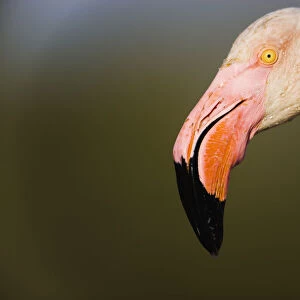 Greater flamingo (Phoenicopterus roseus) head profile, Pont Du Gau, Camargue, France