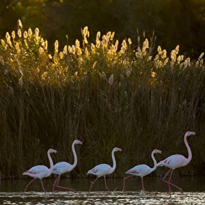 Greater flamingo (Phoenicopterus roseus) Pont Du Gau Park, Camargue, France