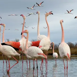 Greater Flamingo Print: Flock in Lake, Camargue, France Greater Flamingo Print: Flock in Lake, Camargue, France