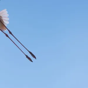 Greater Flamingo Legs Print in Flight Greater Flamingo Legs Print in Flight