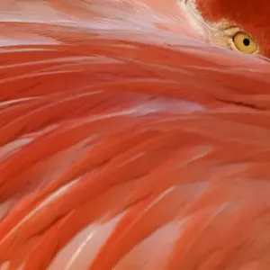 Greater flamingo (Phoenicopterus ruber) head sticking out from behind wing, captive Greater flamingo (Phoenicopterus ruber) head sticking out from behind wing, captive
