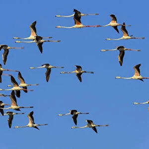 Greater flamingoA(Phoenicopterus roseus), flock in flight, Rajasthan, India