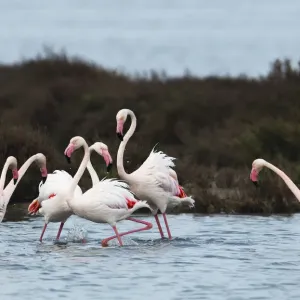 Greater flamingoes (Phoenicopterus roseus) meeting and selecting mates in a disused salt Greater flamingoes (Phoenicopterus roseus) meeting and selecting mates in a disused salt