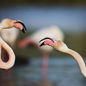 Two Greater flamingos (Phoenicopterus roseus) fighting, Pont du Gau, Camargue, France