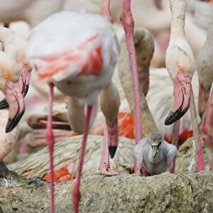 Greater flamingos (Phoenicopterus roseus) part of breeding colony of approx 10, 000 pairs