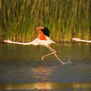 Two Greater flamingos (Phoenicopterus roseus) taking off from lagoon, Camargue, France