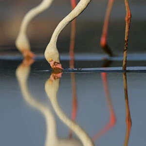 Greater flamingos (Phoenicopterus roseus), Dehesa de Abajo, Sevilla, Spain, August