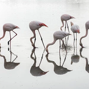 Greater flamingos (Phoenicopterus roseus) flock reflected, feeding in water, Pont