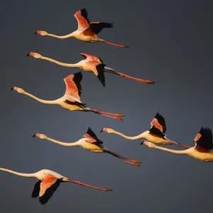 Greater flamingos (Phoenicopterus roseus) in flight, Camargue, France, April 2009 Greater flamingos (Phoenicopterus roseus) in flight, Camargue, France, April 2009