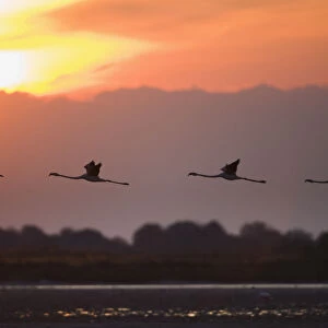 Greater flamingos (Phoenicopterus roseus) in flight, silhouetted against sky at sunrise