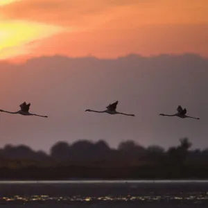 Greater flamingos (Phoenicopterus roseus) in flight, silhouetted against sky at sunrise