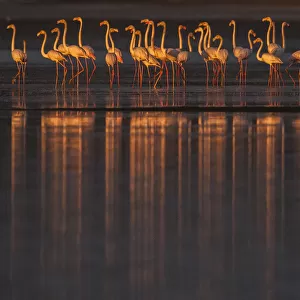 Greater flamingos (Phoenicopterus roseus) flock, Sado Estuary, Portugal. January