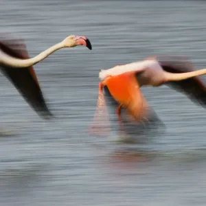 Two Greater flamingos (Phoenicopterus roseus) flying over lagoon, Camargue, France Two Greater flamingos (Phoenicopterus roseus) flying over lagoon, Camargue, France