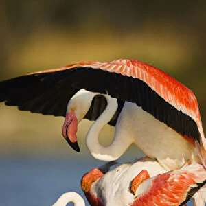 Greater flamingos (Phoenicopterus roseus) mating, in lagoon, Pont Du Gau, Camargue