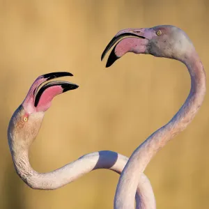 Fleminghi maggiori (Phoenicopterus roseus) con collo intrecciati, Parco del Pont de Gau. Fleminghi maggiori (Phoenicopterus roseus) con collo intrecciati, Parco del Pont de Gau.