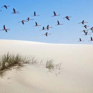 Greater flamingos (Phoenicopterus ruber) in flight over sand dune, Donana National Park