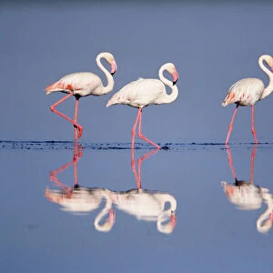 Three Greater flamingos {Phoenicopterus ruber} Serengeti NP, Tanzania