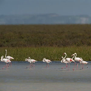 Greater flamingos (Phoenicopterus ruber) in lagoon, Doana National & Natural Park