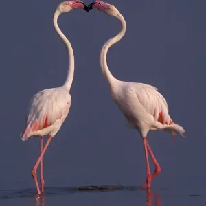 Fleminghi maggiori (Phoenicopterus ruber roseus) maschi in mostra, lago Nakuru, Kenya. Fleminghi maggiori (Phoenicopterus ruber roseus) maschi in mostra, lago Nakuru, Kenya.