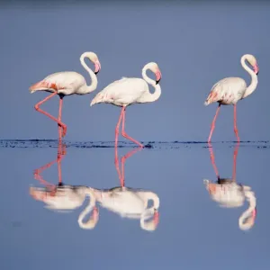 Three Greater flamingos {Phoenicopterus ruber} Serengeti NP, Tanzania Three Greater flamingos {Phoenicopterus ruber} Serengeti NP, Tanzania